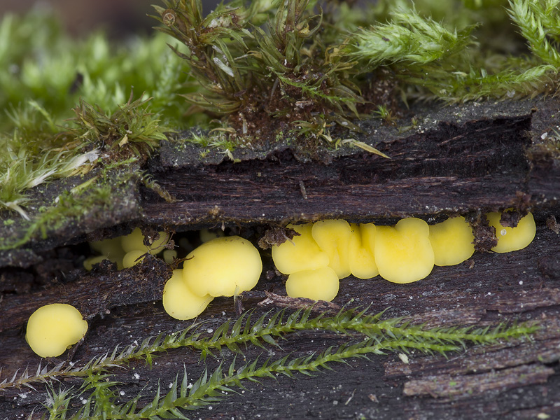 Bisporella citrina